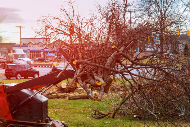 Fairview, NY Tree Removal Services Company