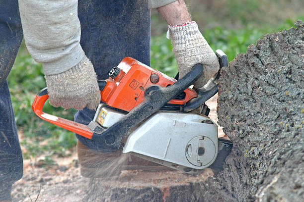 How Our Tree Care Process Works  in  Fairview, NY