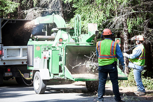 Best Tree Disease Treatment  in Fairview, NY